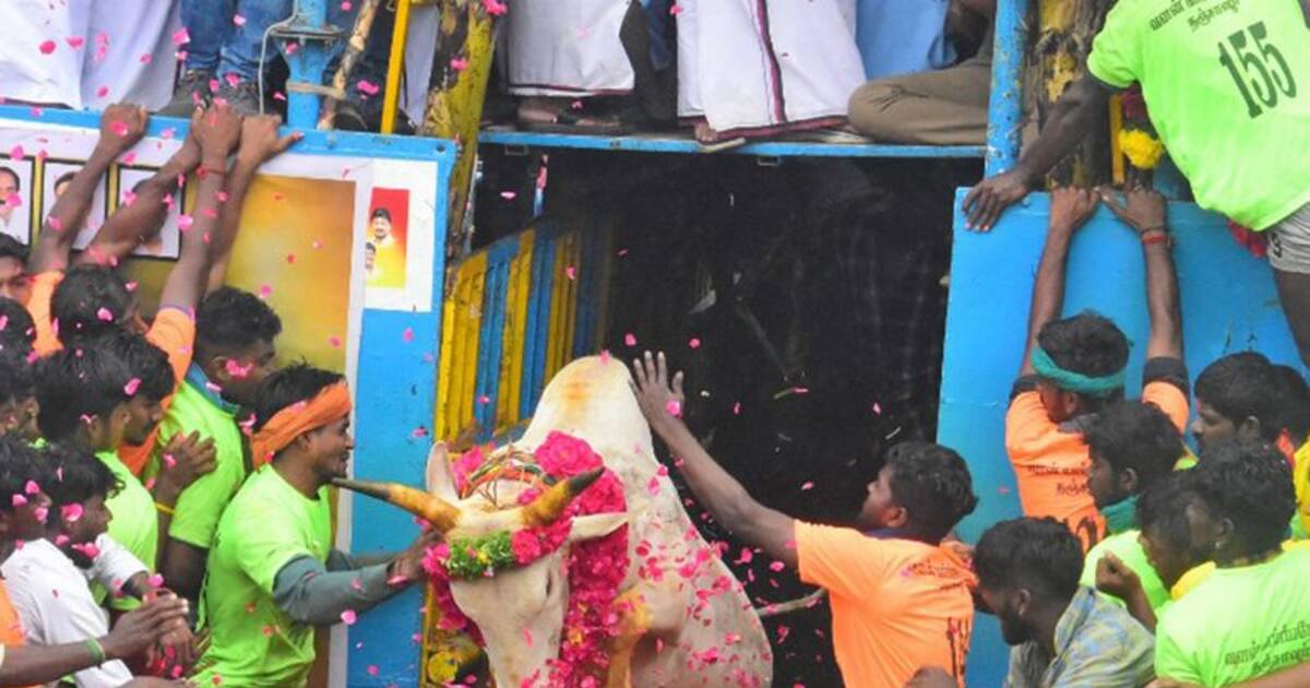 Jallikattu Places 2023: உலகப் புகழ்பெற்ற மதுரை ஜல்லிக்கட்டு நடைபெறும் இடங்கள்!