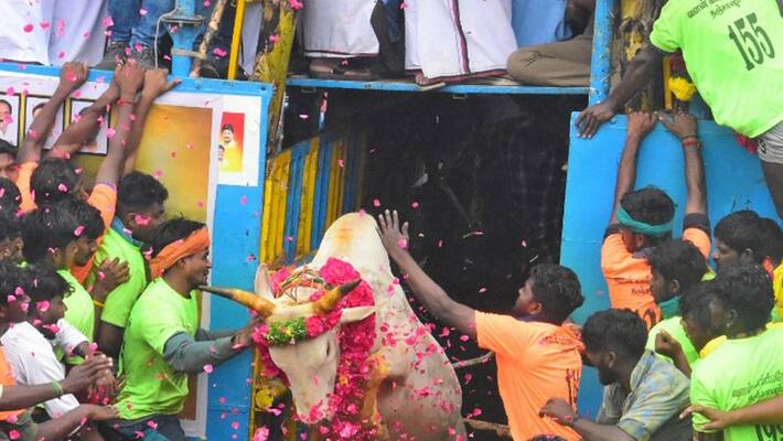 Mattu pongal 2023 : jallikattu 2023 Date alanganallur jallikattu 2023 Event full details here Mattu pongal 2023 : jallikattu 2023 Date alanganallur jallikattu 2023 Event full details here