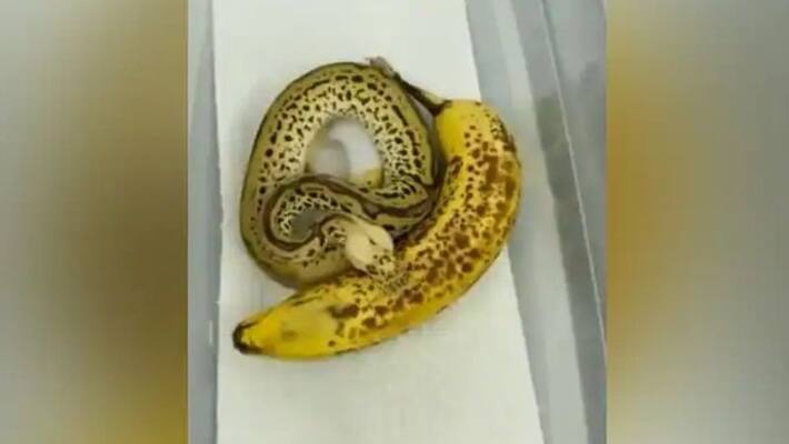 video of a ball python which looks like a banana video of a ball python which looks like a banana