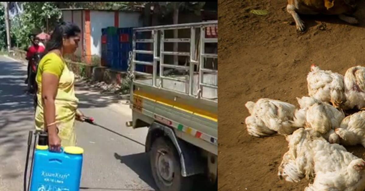 வேகமாக பரவும் பறவை காய்ச்சல்.. முட்டை, இறைச்சி விற்பனைக்கும் தடை.. உஷார் நிலையில் தமிழகம்..!