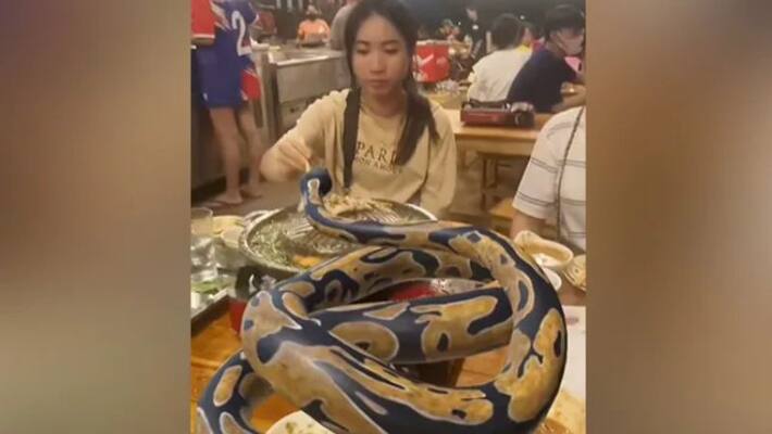 Video Of Women Dining With Python On Table Goes Viral Video Of Women Dining With Python On Table Goes Viral