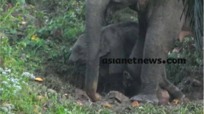 forest department still unable to find elephant calf without trunk which found in Athirappilly forest department still unable to find elephant calf without trunk which found in Athirappilly