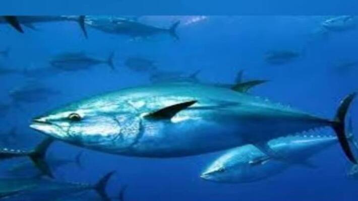 most expensive fish in the world most expensive fish in the world