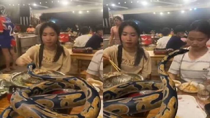 snake in restaurant table snake in restaurant table