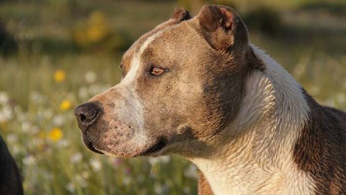 Pitbull brutally attacked 11 year old Pitbull brutally attacked 11 year old