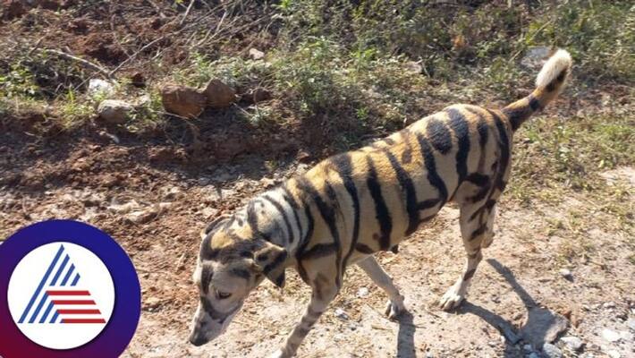 Farmer in Hanur Chamarajanagar paints dog as tiger to protect his crop but localites are amused at amazing idea gvd Farmer in Hanur Chamarajanagar paints dog as tiger to protect his crop but localites are amused at amazing idea gvd