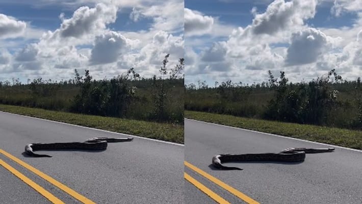 Burmese Python Crossing the road in Everglades National Park Florida watch video akb Burmese Python Crossing the road in Everglades National Park Florida watch video akb