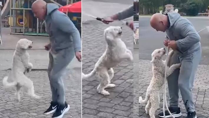 Dog sets Guinness world record by skipping viral video akb Dog sets Guinness world record by skipping viral video akb