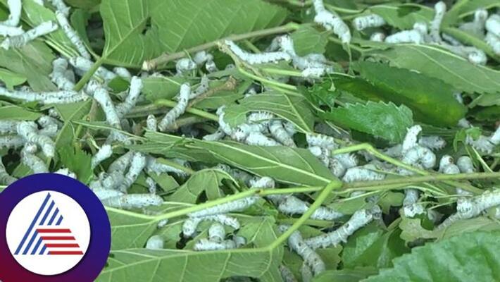 Silk Crop Farmers Not Interested In Silk Crop Due To Cold Weather At Chamarajanagar gvd Silk Crop Farmers Not Interested In Silk Crop Due To Cold Weather At Chamarajanagar gvd