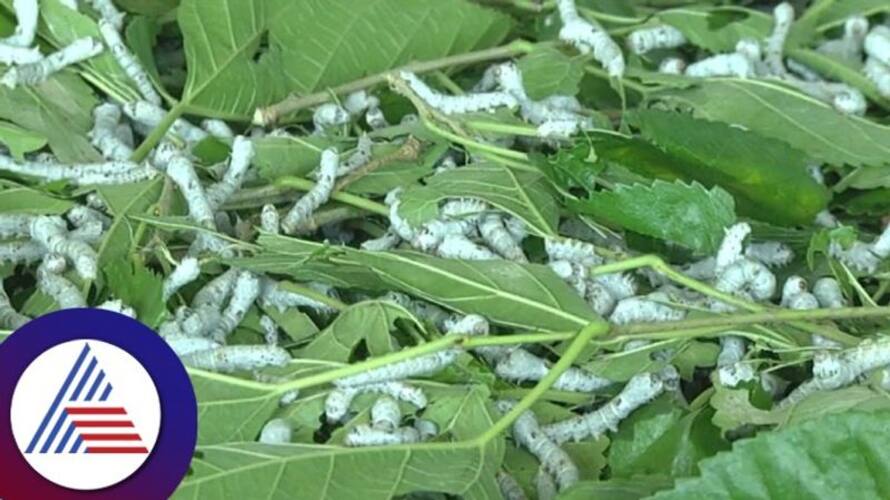 silk Is best For Farmers Says Rajesh Gowda snr silk Is best For Farmers Says Rajesh Gowda snr