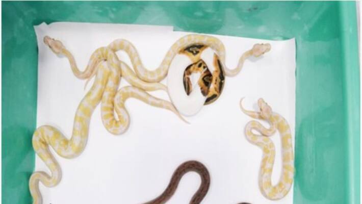 From exotic animals to drugs Chennai Customs makes numerous seizures at Chennai airport From exotic animals to drugs Chennai Customs makes numerous seizures at Chennai airport