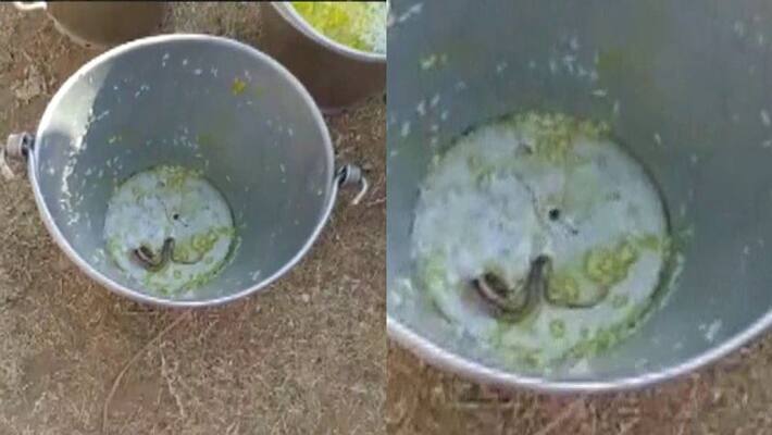 Snake found in mid-day meal at a school in West Bengal Snake found in mid-day meal at a school in West Bengal