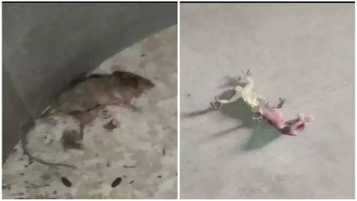 Dead lizard and rat found in mid-day meal served at primary school Dead lizard and rat found in mid-day meal served at primary school