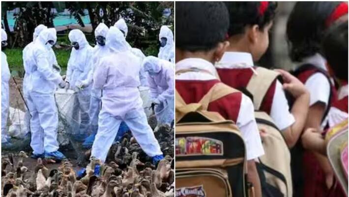 Bird flu confirmed in Kozhikode; Collector declared holiday for three schools in chathamangalam Bird flu confirmed in Kozhikode; Collector declared holiday for three schools in chathamangalam