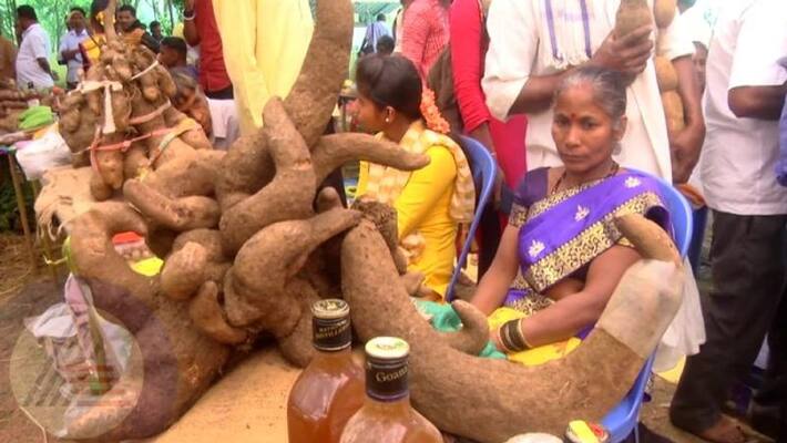Attractive tuber yam fair at Zoida Yam weighing more than 5 kg sat Attractive tuber yam fair at Zoida Yam weighing more than 5 kg sat