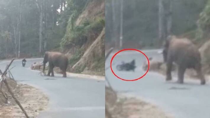 man escaped narrowly from wild elephant in Munnar man escaped narrowly from wild elephant in Munnar