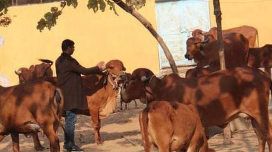 Uma Bharti Ties Stray Cows In Front Of Liquor Shops Uma Bharti Ties Stray Cows In Front Of Liquor Shops