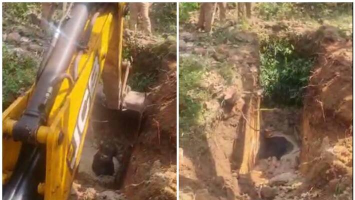 wild buffalo saved from well wild buffalo saved from well