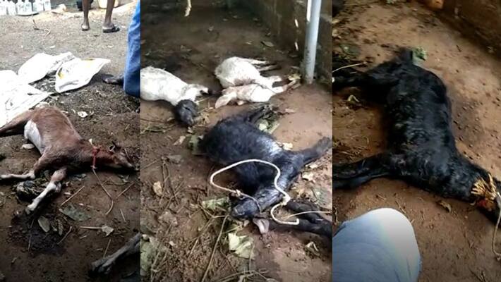 Stray dogs kill six goats in pothencode Stray dogs kill six goats in pothencode
