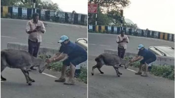 Malayali priest and his friend jailed in Tamil Nadu for taking photo of Nilgiri tahr Malayali priest and his friend jailed in Tamil Nadu for taking photo of Nilgiri tahr