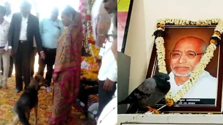 Vijayapura Miracle of Siddeshwar Sri Earlier a dove today a dog bowed sat Vijayapura Miracle of Siddeshwar Sri Earlier a dove today a dog bowed sat
