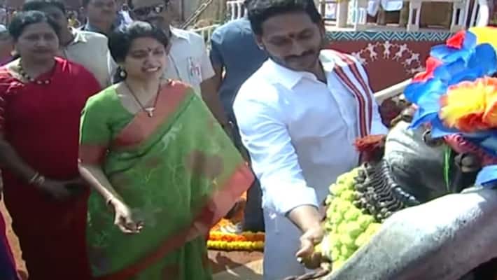 cm ys jagan and his wife bharathi reddy participated in sankranti celebrations at his home in tadepalli cm ys jagan and his wife bharathi reddy participated in sankranti celebrations at his home in tadepalli
