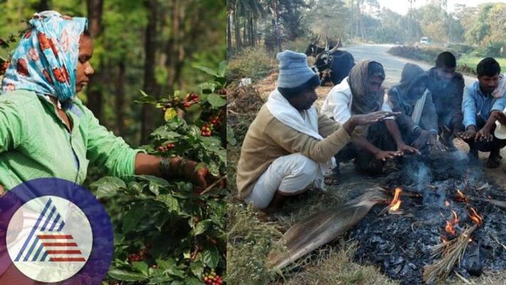 Temperature Fluctuation in Valley District Extreme cold spells trouble for coffee harvest sat Temperature Fluctuation in Valley District Extreme cold spells trouble for coffee harvest sat