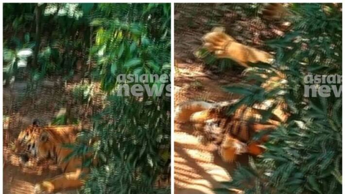 wayanad kuppadithara tiger captured wayanad kuppadithara tiger captured