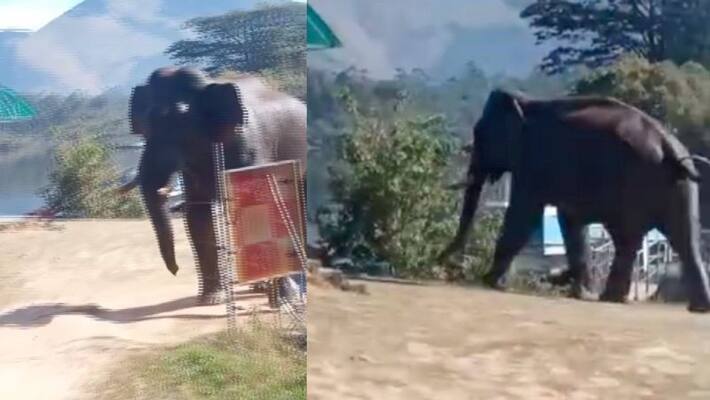 wild elephant menace in hydel park Anayirangal wild elephant menace in hydel park Anayirangal