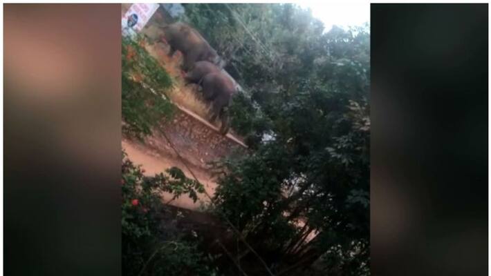wild elephant pt 7 again in palakkad dhoni wild elephant pt 7 again in palakkad dhoni
