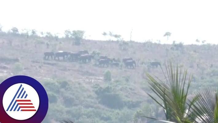 wild elephant Attack cow died in Chamarajanagara gow wild elephant Attack cow died in Chamarajanagara gow
