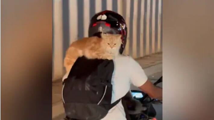Video Of Man Carrying Cats On His Bike Goes Viral Video Of Man Carrying Cats On His Bike Goes Viral