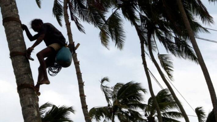 45 year old man cut down coconut tree for denying toddy 45 year old man cut down coconut tree for denying toddy