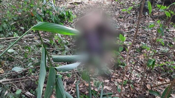 elephant calf found dead in trivandrum Vithura elephant calf found dead in trivandrum Vithura