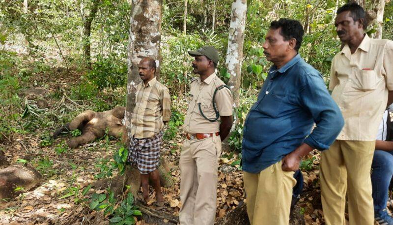 elephant calf found dead in trivandrum Vithura