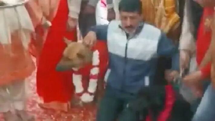 dog marriage in Aligarh dog marriage in Aligarh
