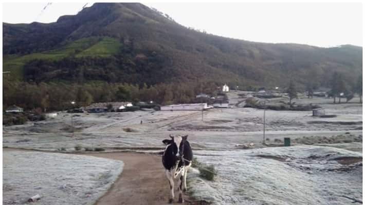 It is alleged that the forest guards collected money from those who came to see the snow in munnar It is alleged that the forest guards collected money from those who came to see the snow in munnar