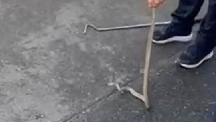 receptionist found snake inside printer the video goes viral receptionist found snake inside printer the video goes viral
