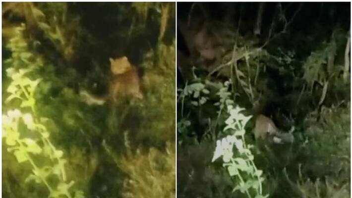 tiger cubs in the residential area forest department starts searching tiger cubs in the residential area forest department starts searching
