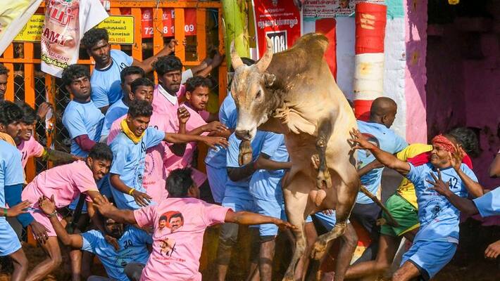 youngster tamilarasan won rs 7 lakh worth car in palamedu jallikattu youngster tamilarasan won rs 7 lakh worth car in palamedu jallikattu