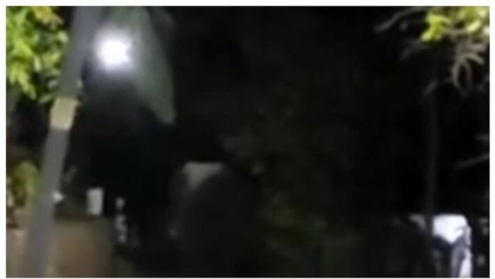 PT 7 elephant again landed on Dhoni palakkad PT 7 elephant again landed on Dhoni palakkad