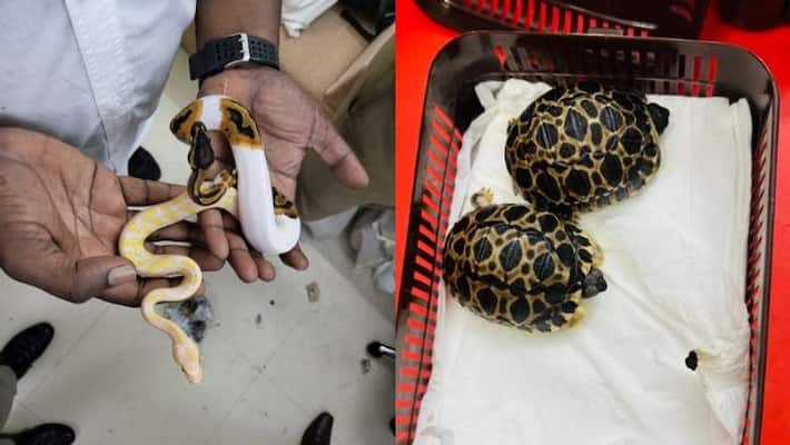 45 ball pythons, 8 corn snakes among other exotic species seized at Chennai airport 45 ball pythons, 8 corn snakes among other exotic species seized at Chennai airport