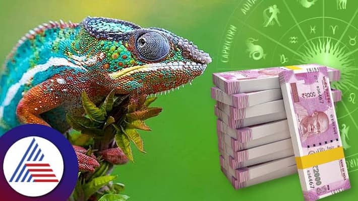 Seeing a chameleon like this early in the morning is a sign of getting money skr Seeing a chameleon like this early in the morning is a sign of getting money skr