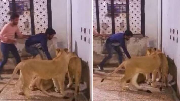 man in lion cage attacked by Lionesses man in lion cage attacked by Lionesses