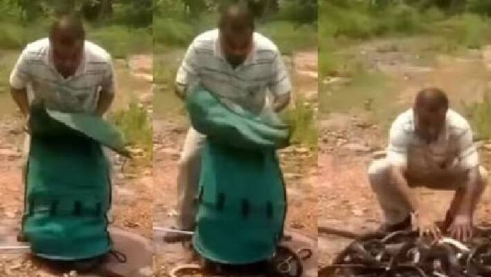 bag full of snakes man frees them bag full of snakes man frees them