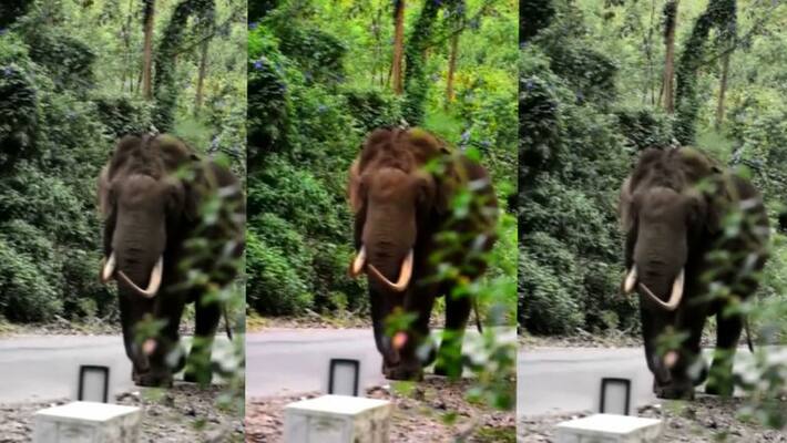 Padayappa is irritated under the name of tourism Forest Department warns Padayappa is irritated under the name of tourism Forest Department warns