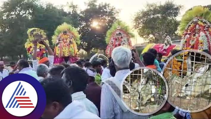 Rabbit predicts yearly horoscope in Tumakur during Sankranti skr Rabbit predicts yearly horoscope in Tumakur during Sankranti skr