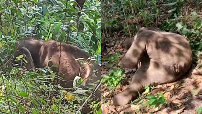 elephant guarding baby elephant who died one day before at vithura elephant guarding baby elephant who died one day before at vithura