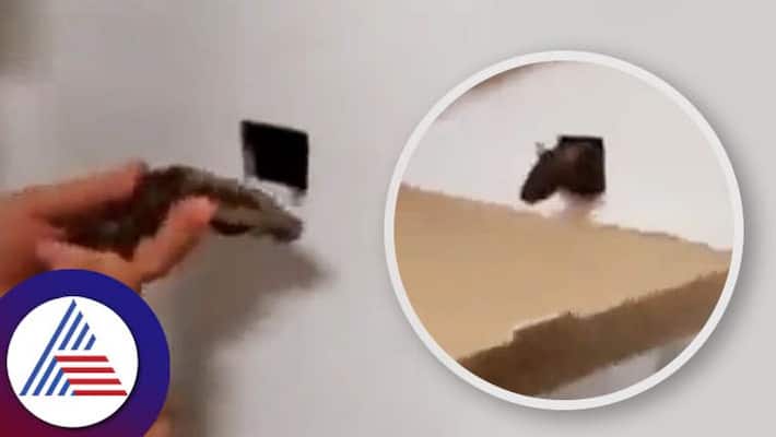 video of snake being used to flush out rats from hole puzzles internet ash video of snake being used to flush out rats from hole puzzles internet ash