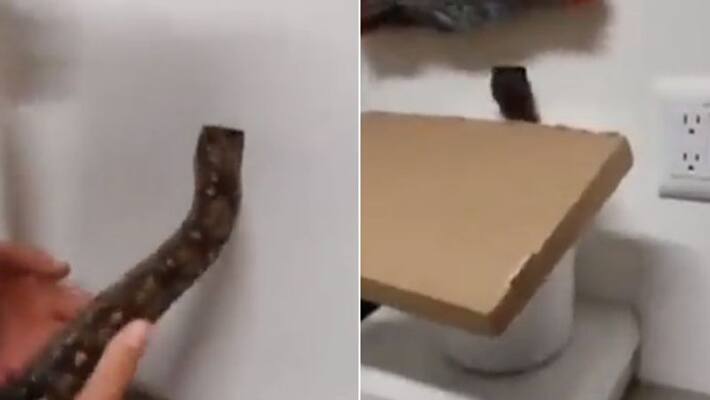 snake being used to flush out rats snake being used to flush out rats